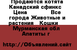 Продаются котята Канадский сфинкс › Цена ­ 15 000 - Все города Животные и растения » Кошки   . Мурманская обл.,Апатиты г.